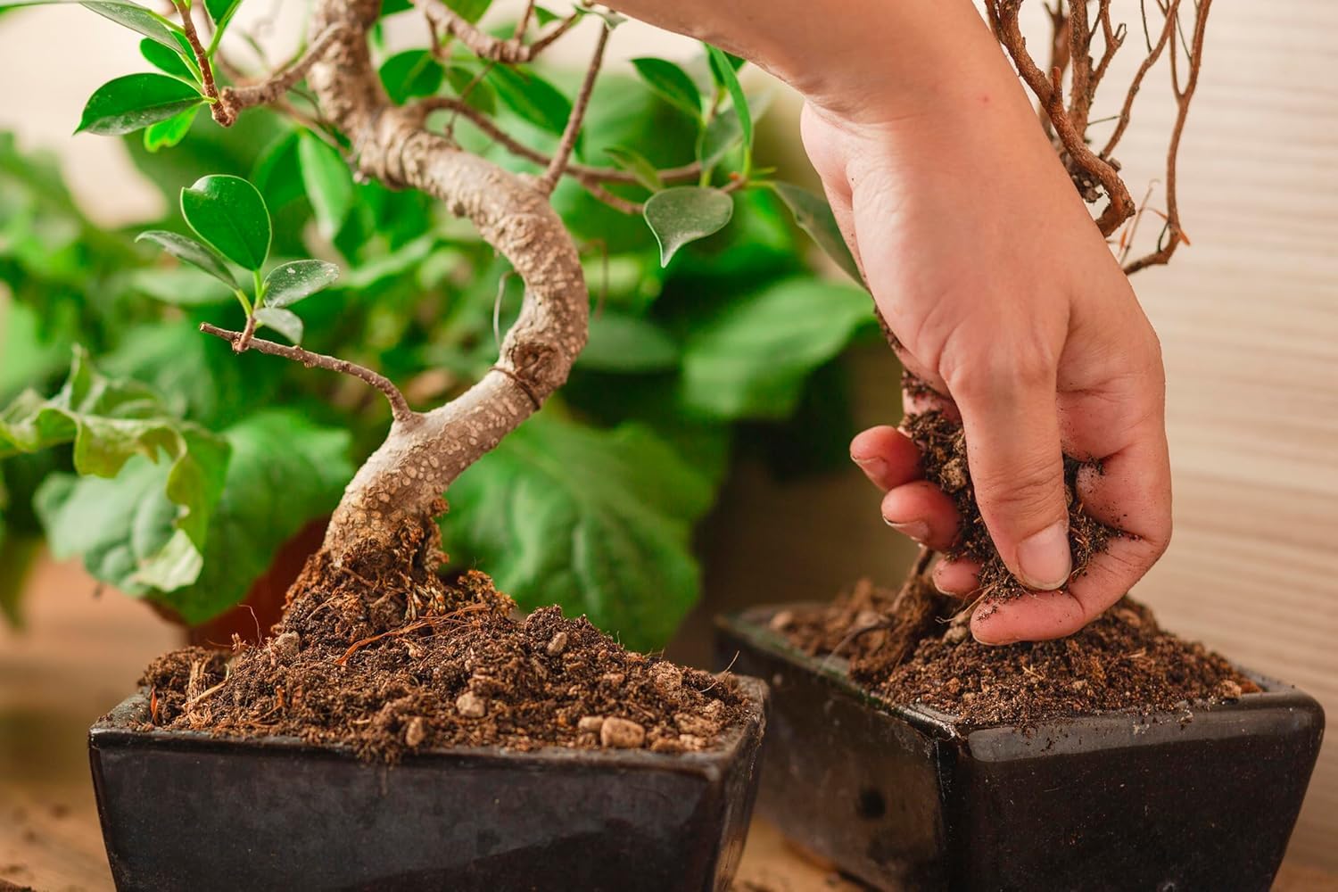 R&R SHOP - CE Professional Soil for Bonsai European raw materials, allowed in Organic Agriculture (12L), Brown - Image 3