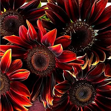 203+ Seeds for Planting Sunflowers - Organic Sunflowers Seeds Short Variety -Rare Sunflower Seed Heirloom Non-GMO Easy to Growing Great for Garden Privacy and Bird Attraction