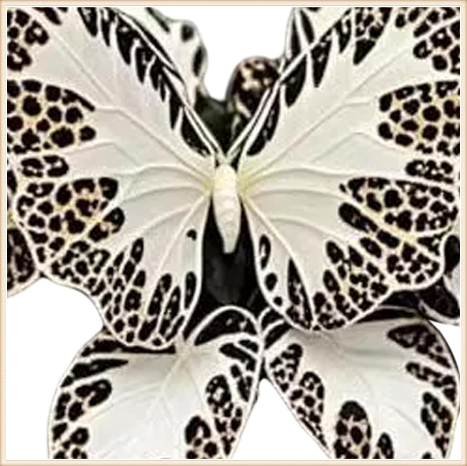 Excellent Display, Perennial, Easy Plant, Wedding Flowers, Ornamental Flowers, Garden Bulbs, Hosta Bulbs Live, Hosta Plants for Sale, 15bulbs-h