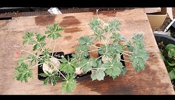 Jatropha Berlandieri Caudex Caudiciform Succulent
