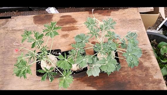 Jatropha Berlandieri Caudex Caudiciform Succulent