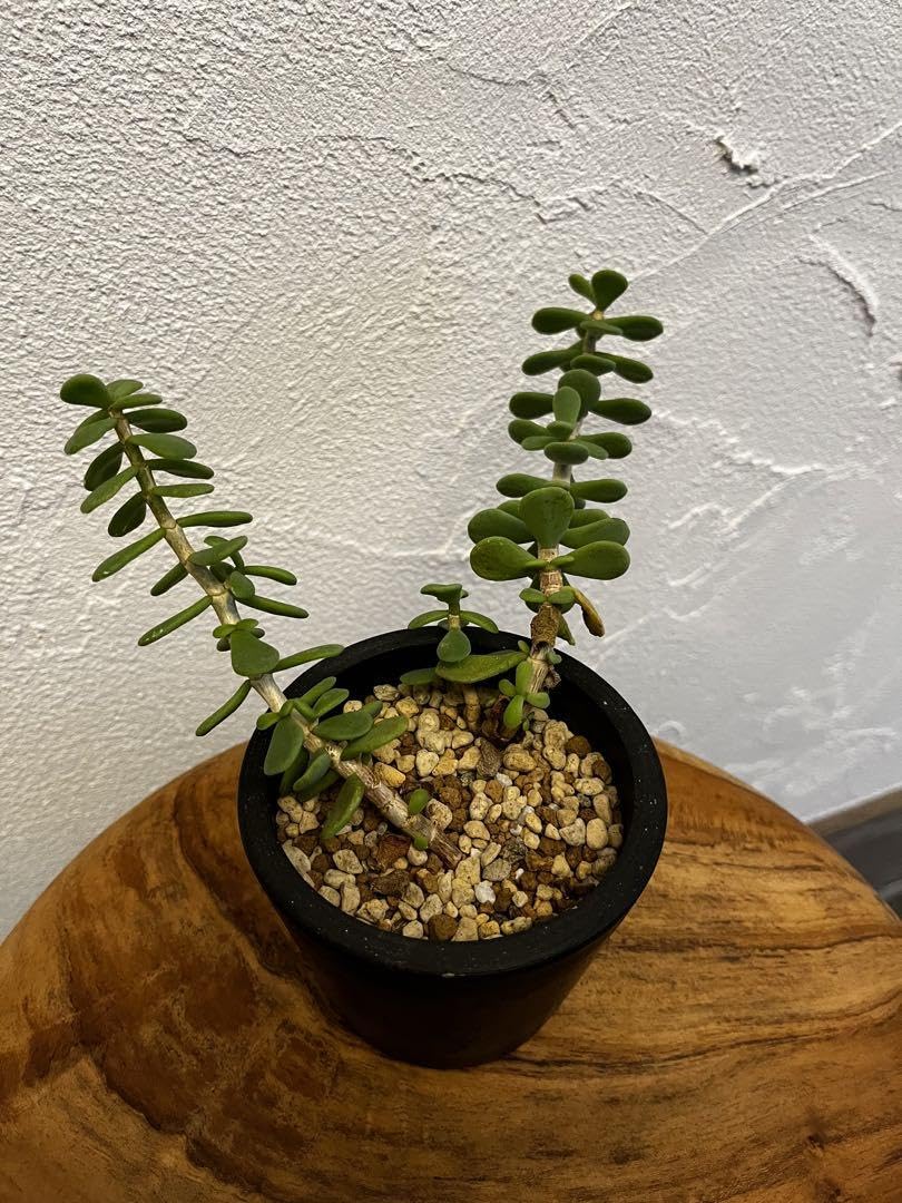 Amazon.co.jp: ケラリア ピグマエア 挿し木 2株 ホビーグッズ