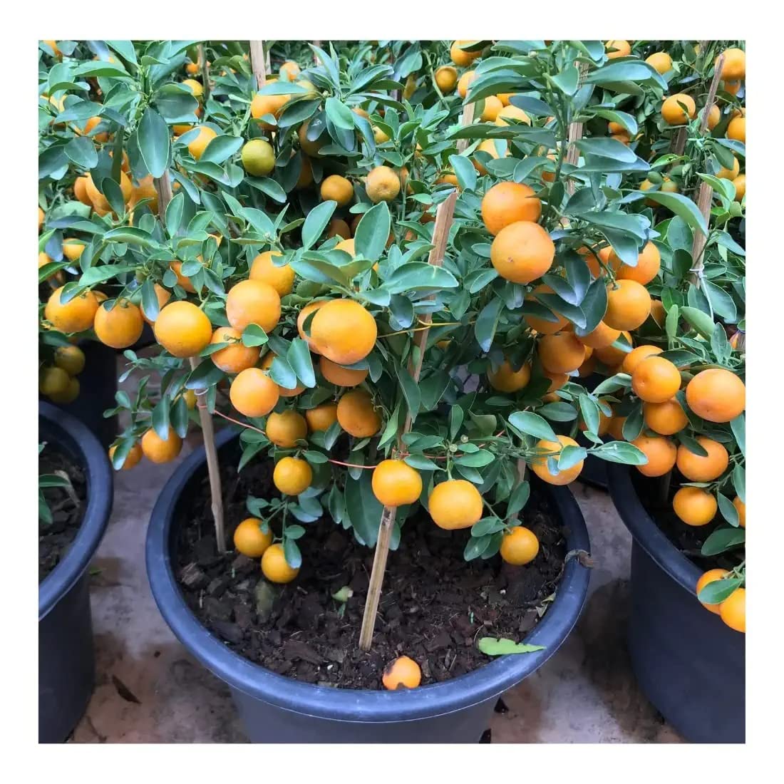Cloud Farm Sweet China Orange Grafted Live Plant CF_20 (B0BG14HG35) Amazon Price History, Amazon Price Tracker