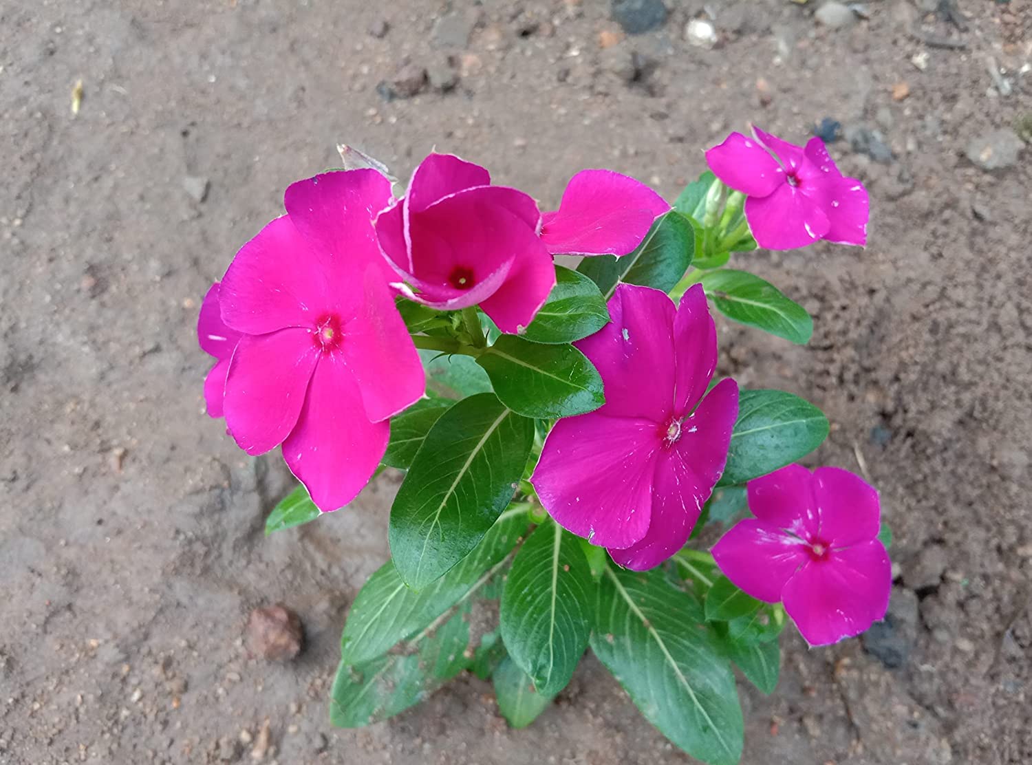 Healthy Vibe Sadabahar-Catharanthus roseus Pink Flower Plant (Pack of 1, Pink) (B0C3XHC3FX) Amazon Price History, Amazon Price Tracker