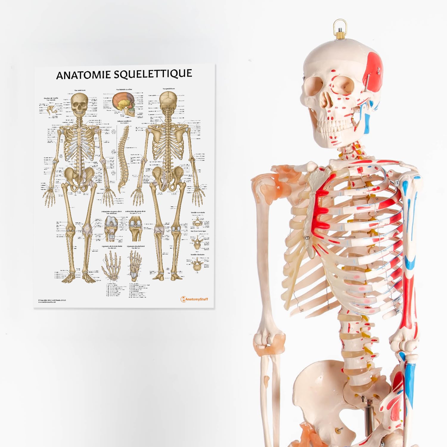 AnatomyStuff Poster Anatomie Squelettique - FRANÇAIS, 45 x 60 cm, 18 x 24 Pouces, Diagramme et Tableau