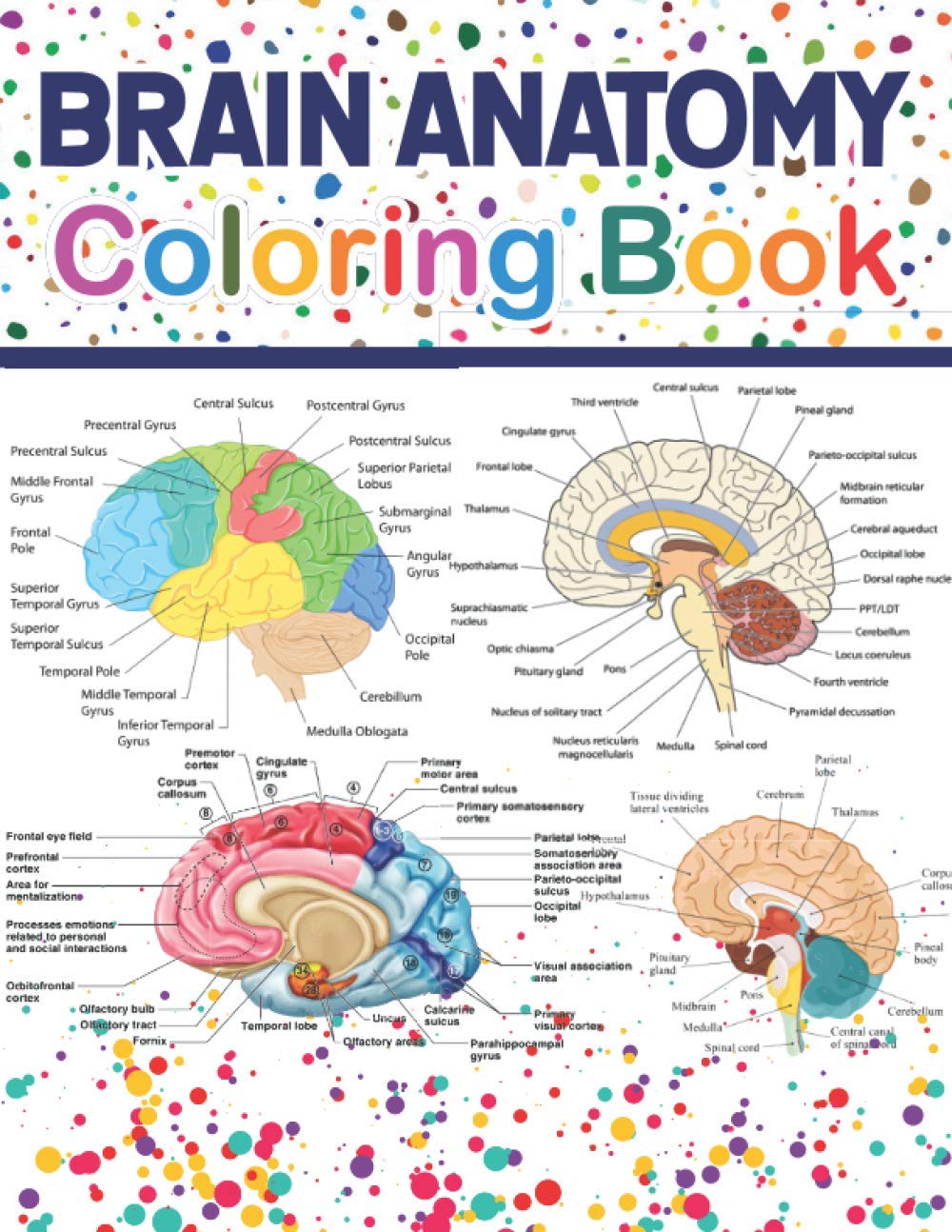 Buy Brain Anatomy Coloring Book Human Brain Anatomy Workbook and