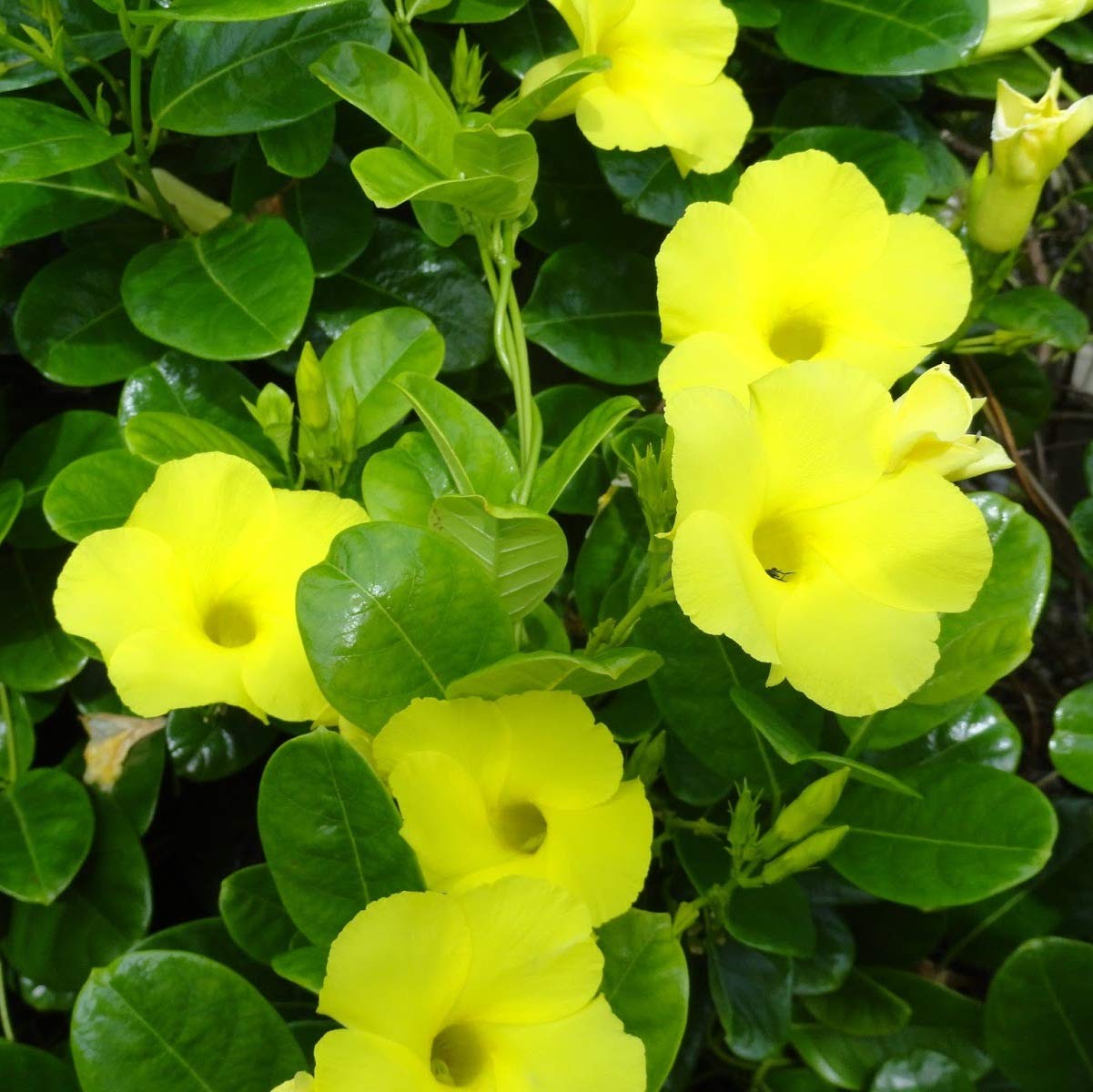 Indian Gardens - Say Green, Stay Green, Grow Green Allamanda Yellow Creeper Live Plant Indoor Outdoor Plant With Pot (Single Plant) (B08TTN1P5K) Amazon Price History, Amazon Price Tracker