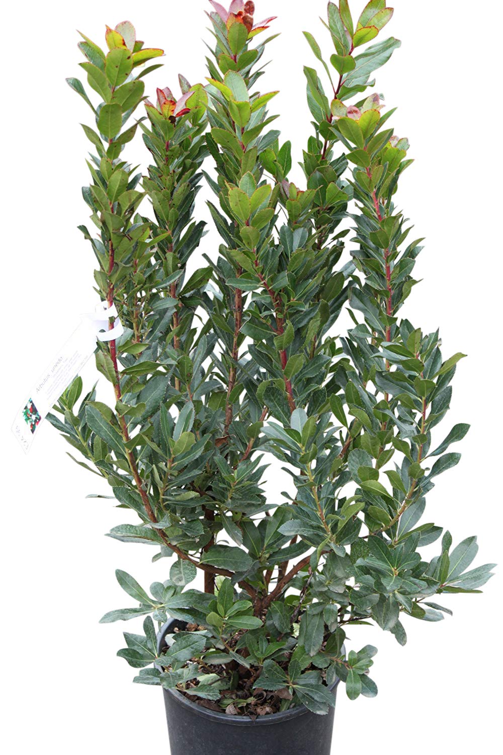 Arbutus unedo - Strawberry Tree - Large Plants - Approx 1M Tall