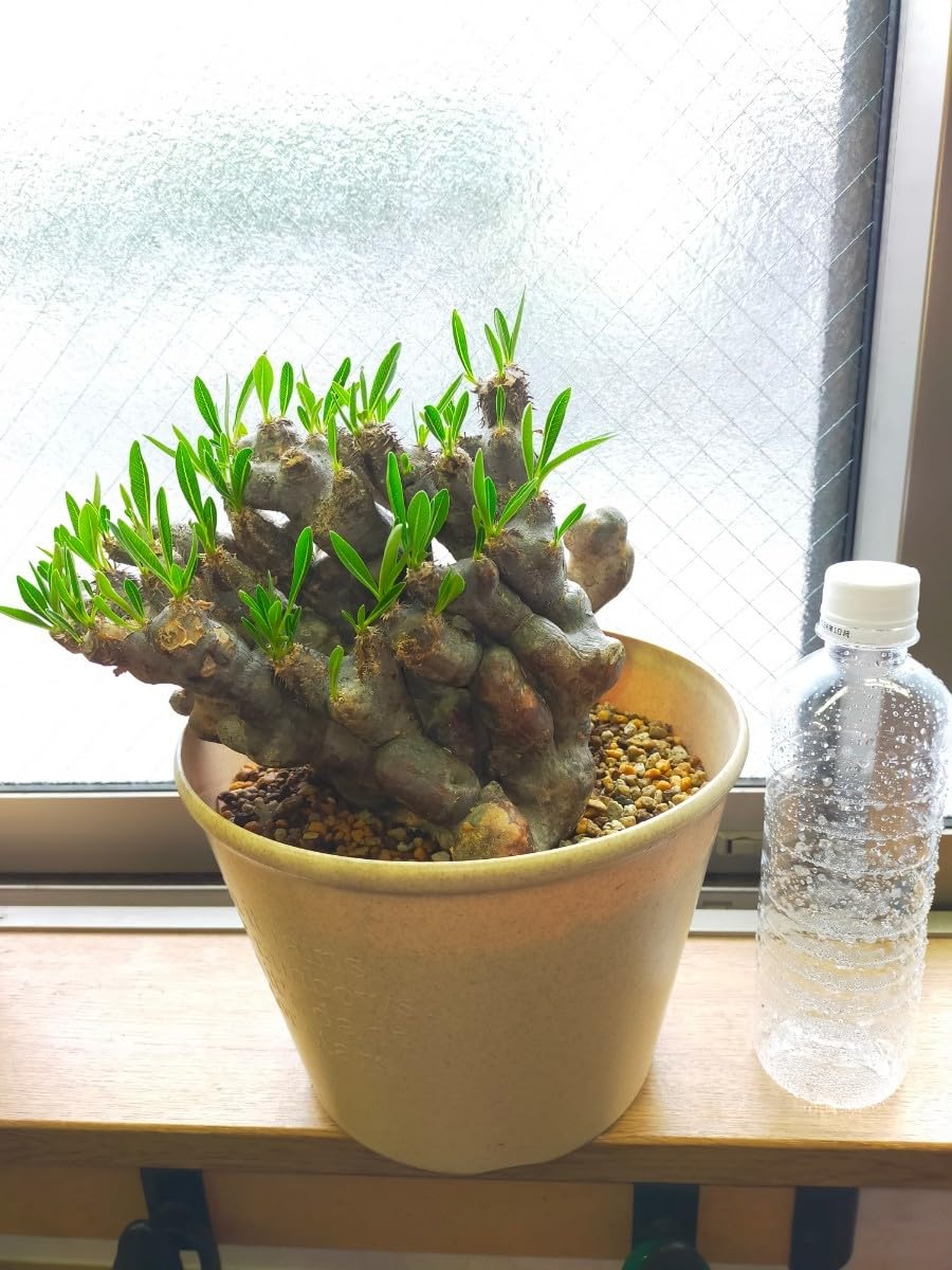 パキポディウムブレビカリックスWヘッド現地球発根株(鉢付き)