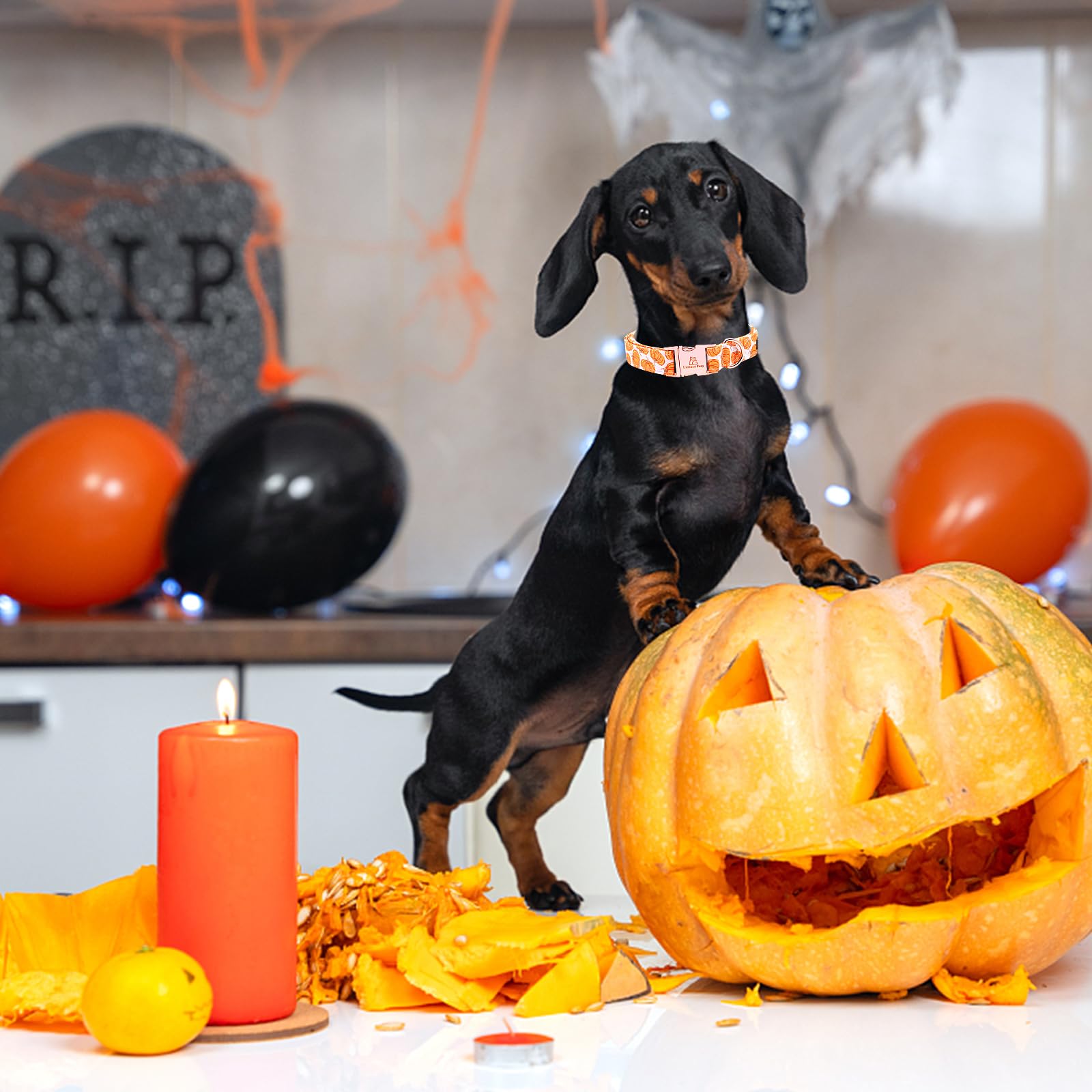 Lionheart glory Halloween Hundehalsbänder Kürbis Hundehalsband Heavy Duty Verstellbar Herbst Hundehalsband für großes Halsband Hund weiblich oder männlich Hundehalsband