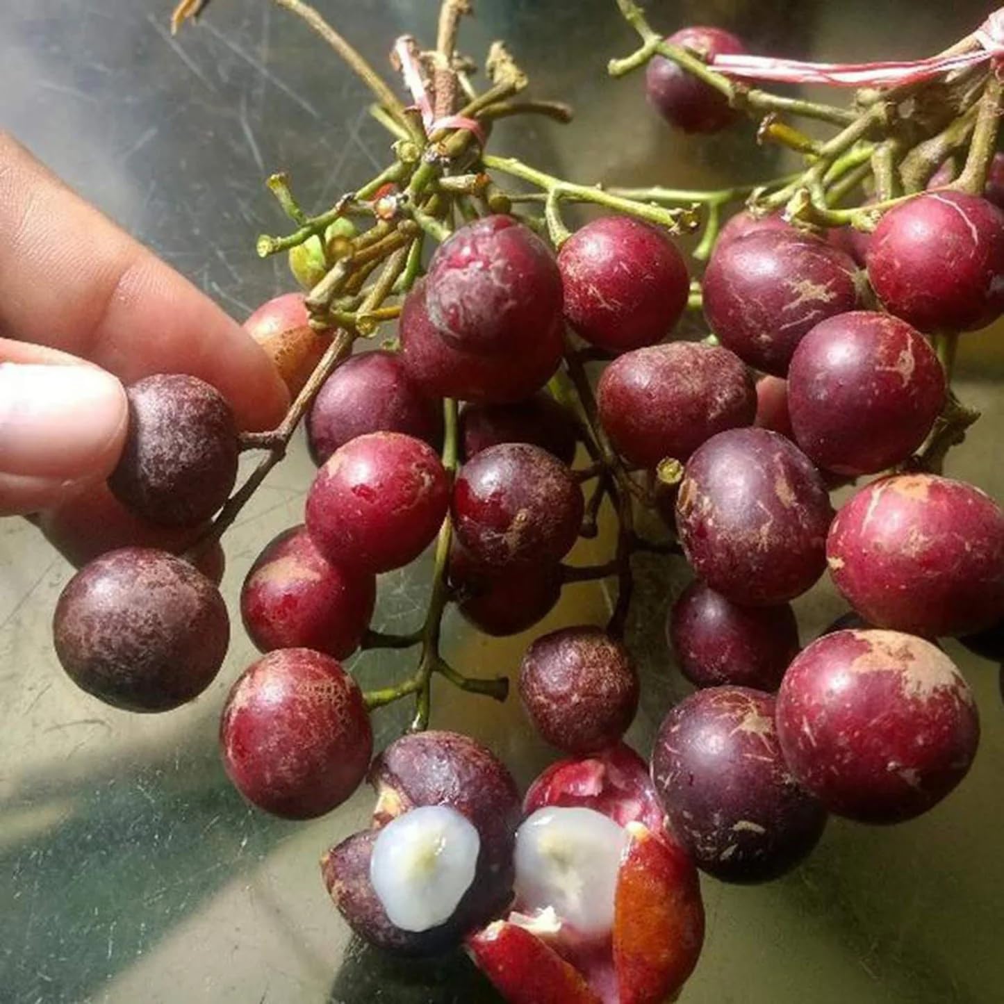 LIVE PLANT - Trenggulam (Protium javanicum) - Seedling Medium (20cm to 65cm)