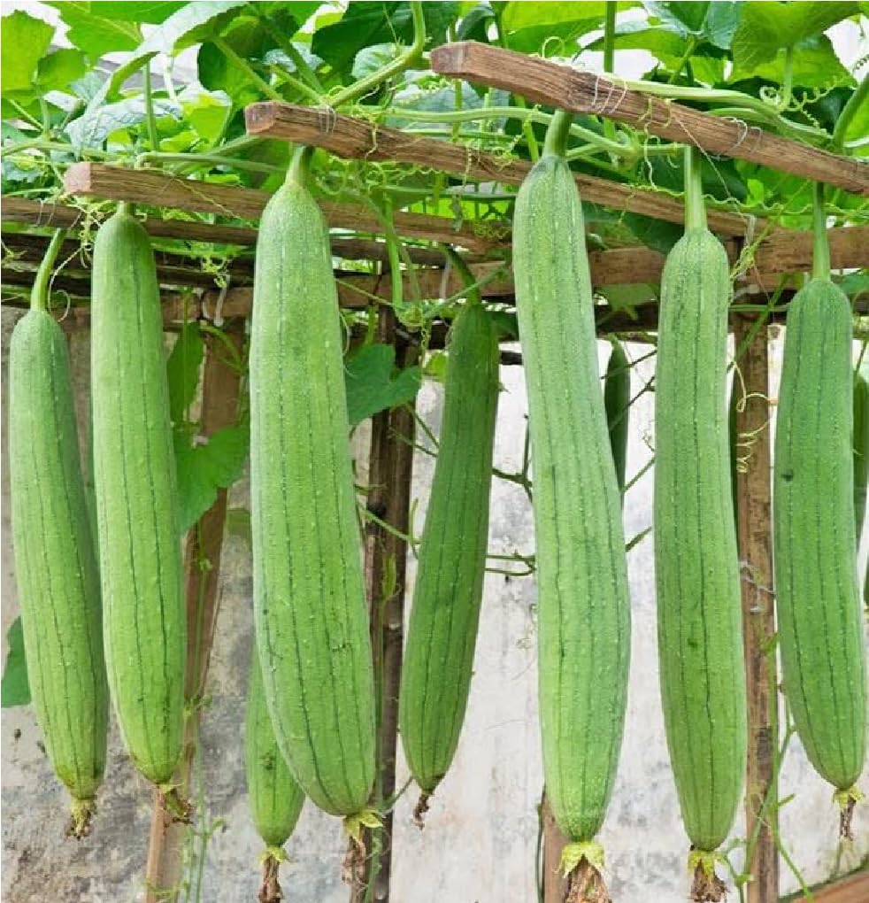 Sponge Gourd Seeds (Tori/Torai) F1 Hybrid – High Yield, Non-GMO | Green Long Summer Vegetable Seeds for Home Gardening, Balcony, Terrace & Kitchen Garden-image-30
