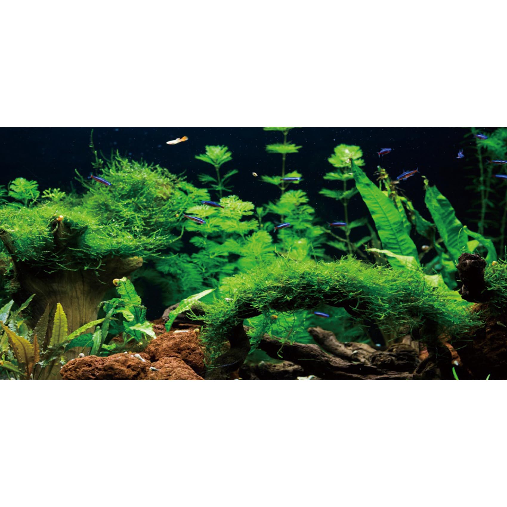 AWERT 24x16 inches River Bed & Lake Fish Tank Background Seagrass Aquarium Background Aquarium Background Vinyl Background