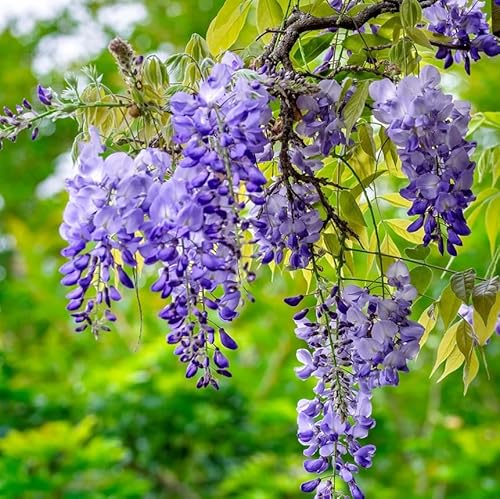 5 Blue Flowering Chinsese Wisteria Vines - 6-12