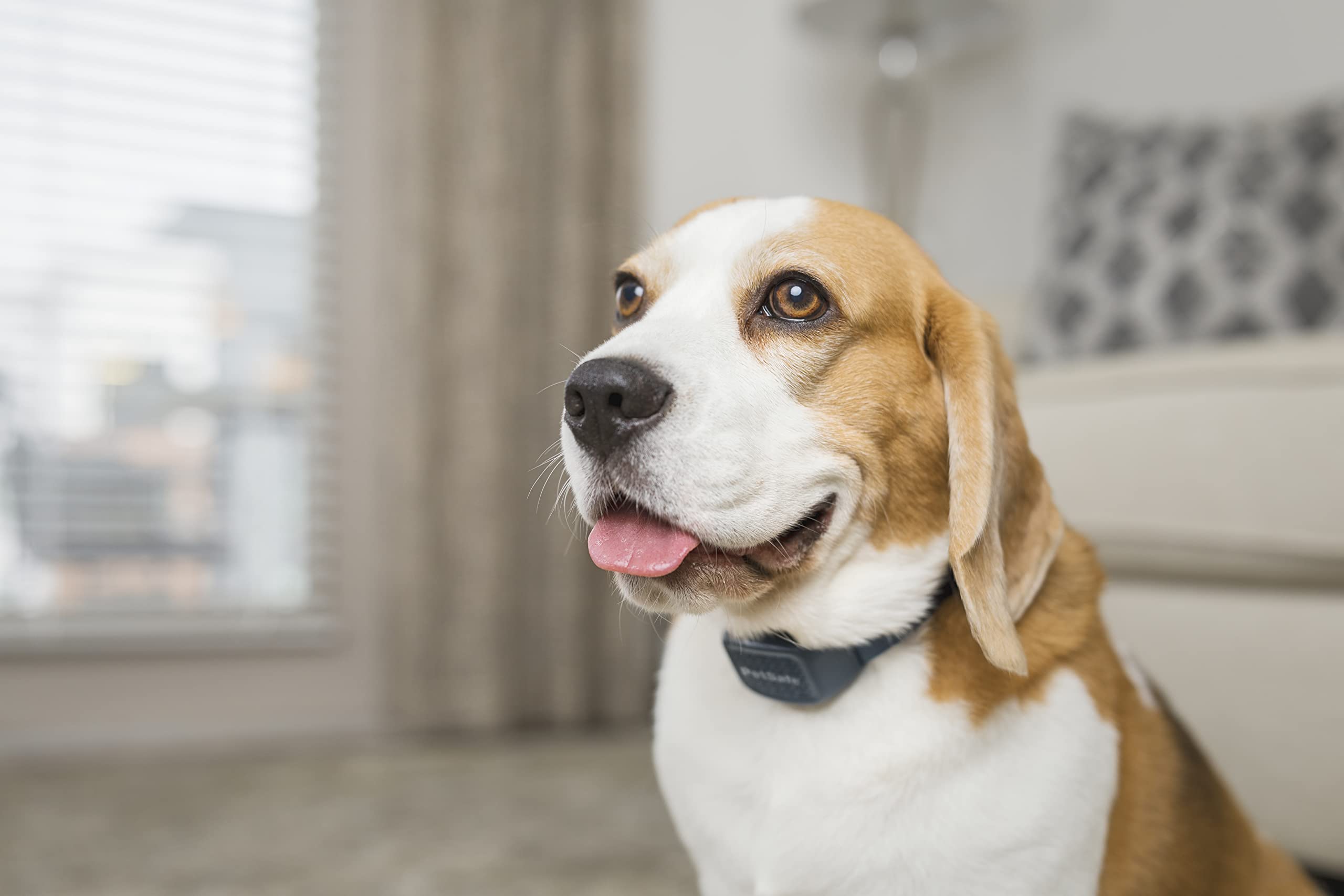 PetSafe - Collare Udibile Antiabbaio per Cani, 10 Livelli di Stimolazione Sicura, Ricaricabile e Impermeabile