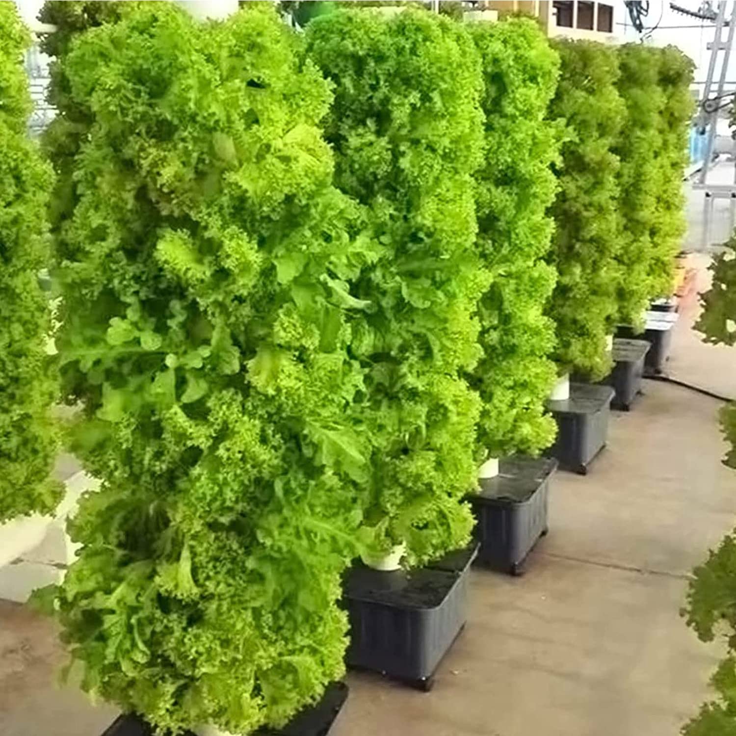 CAZARU Sistema de Cultivo hidropónico de 45 Agujeros, Sistema de Cultivo Interior, Torre de Cultivo Vertical, Sistema de Cultivo sin Suelo, para Hierbas, Frutas y Verduras