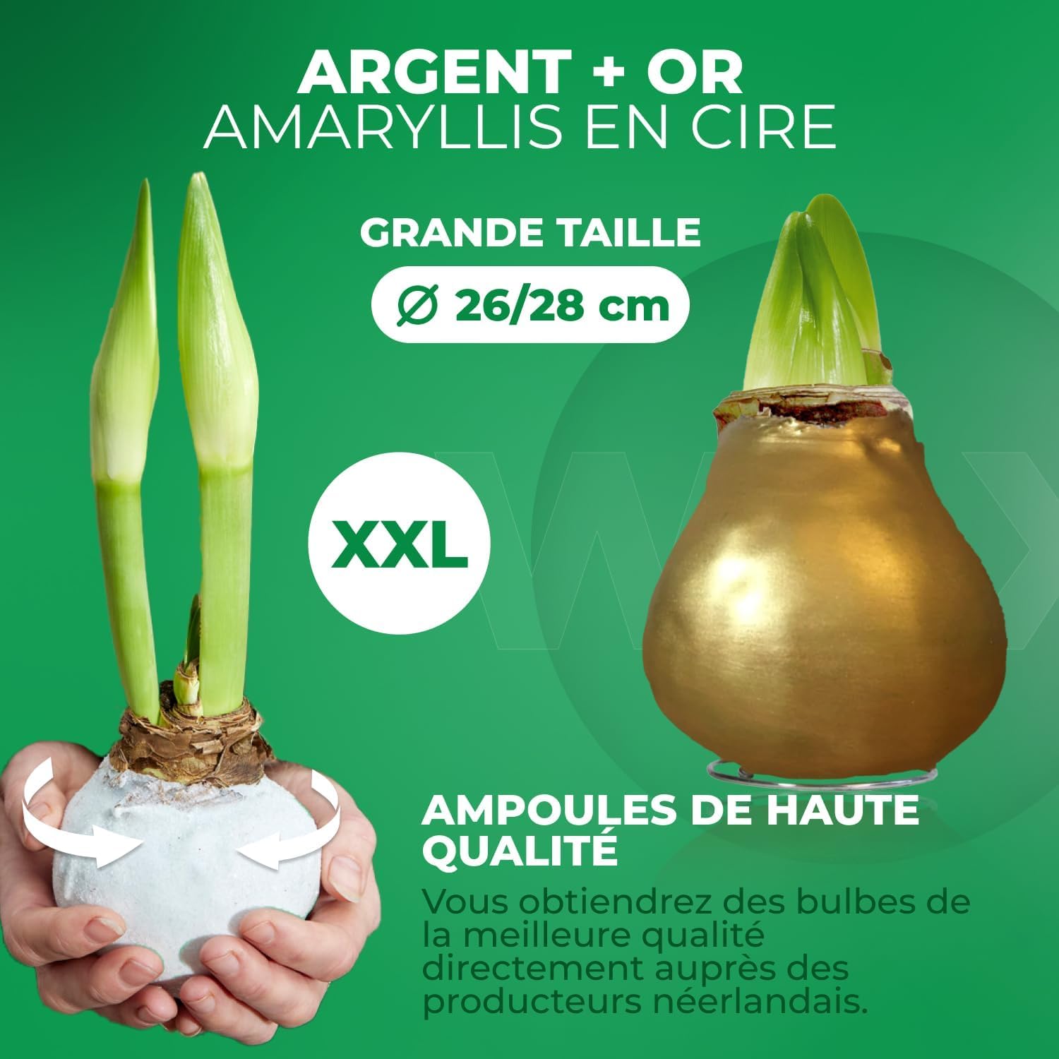 Amaryllis Bulbe Silver+Gold en cire - Bulbes à fleurs grand format 26/28