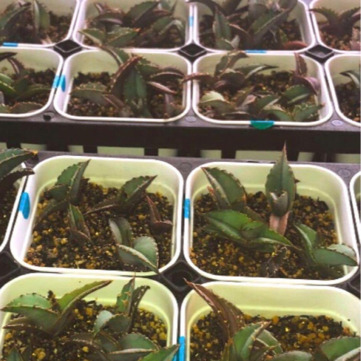 Amazon.co.jp: 10株 アガベ オテロイ実生株 オアハカ産種子 検  