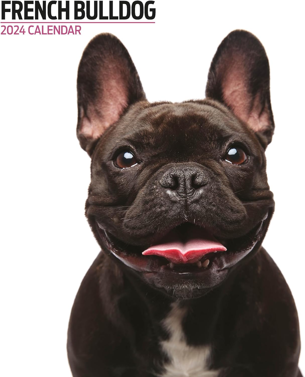 Französische Bulldogge Moderner Kalender 2024 : Amazon.de: Bürobedarf 