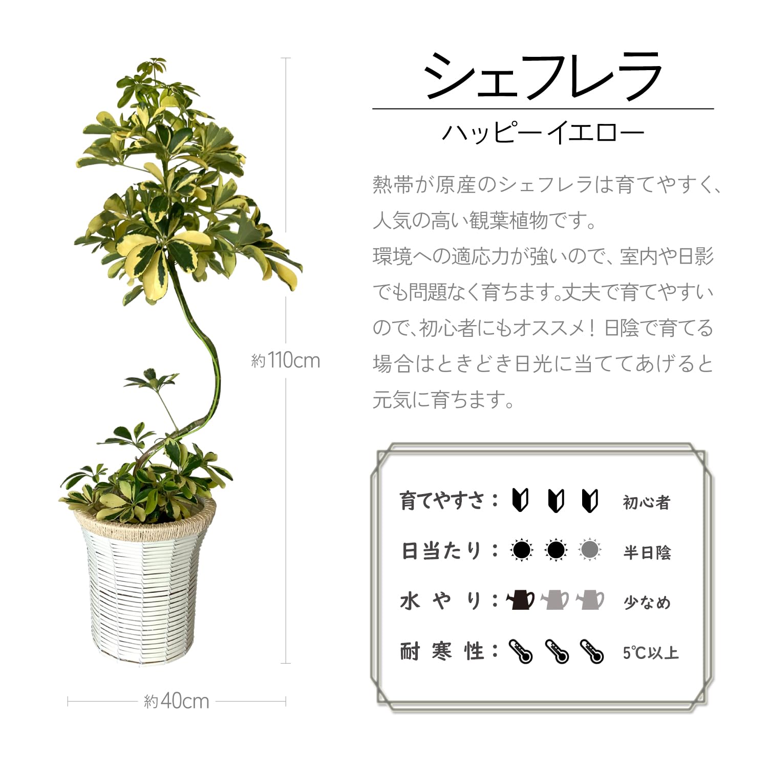 Amazon｜花のギフト社 シェフレラ 観葉植物 本物 大型「ハッピー 