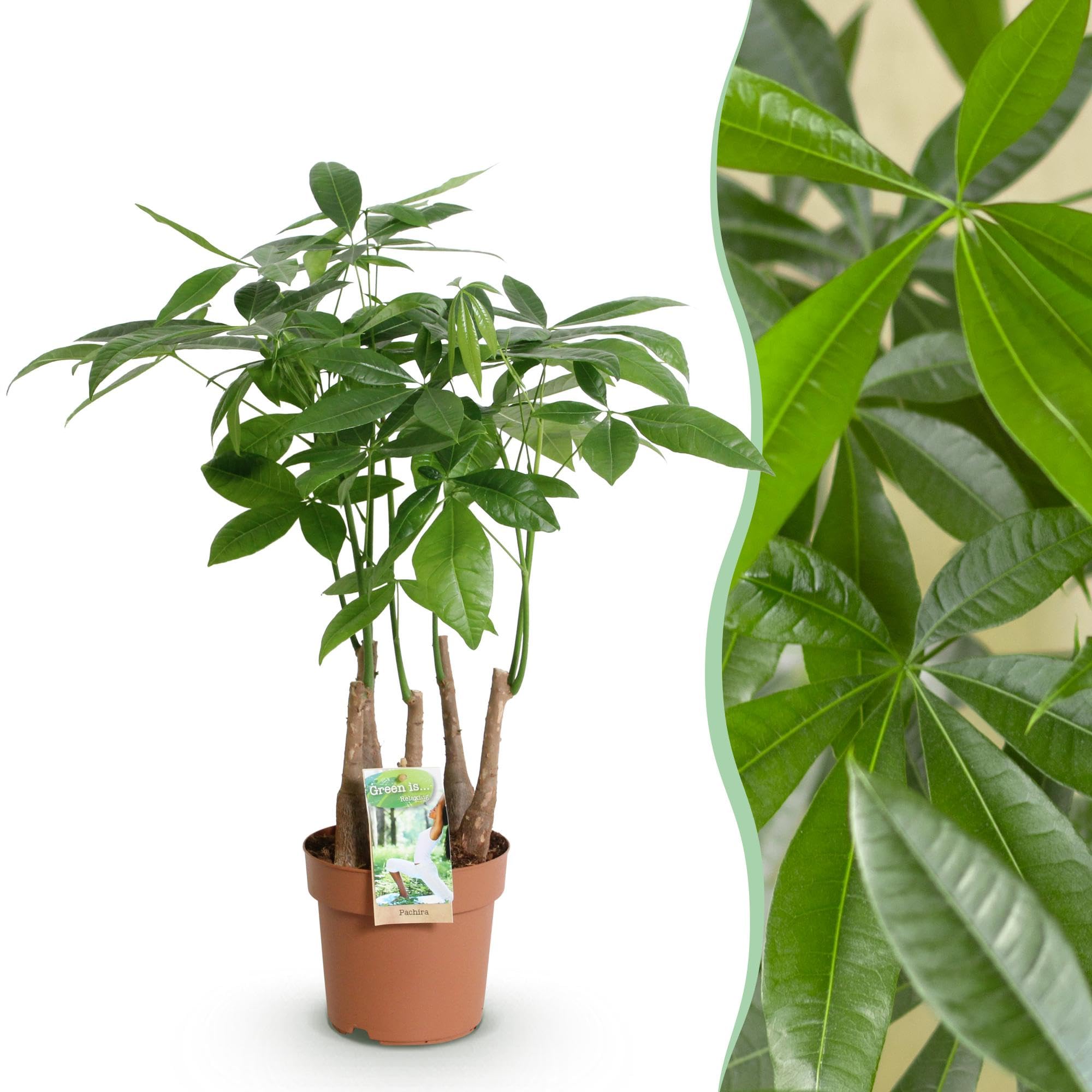 Pachira Aquatica Mehrstamm – 50-55cm – 17cm – Pflegeleichter Geldbaum – Grüne Zimmerpflanze für Wohnzimmer, Büro & Schlafzimmer