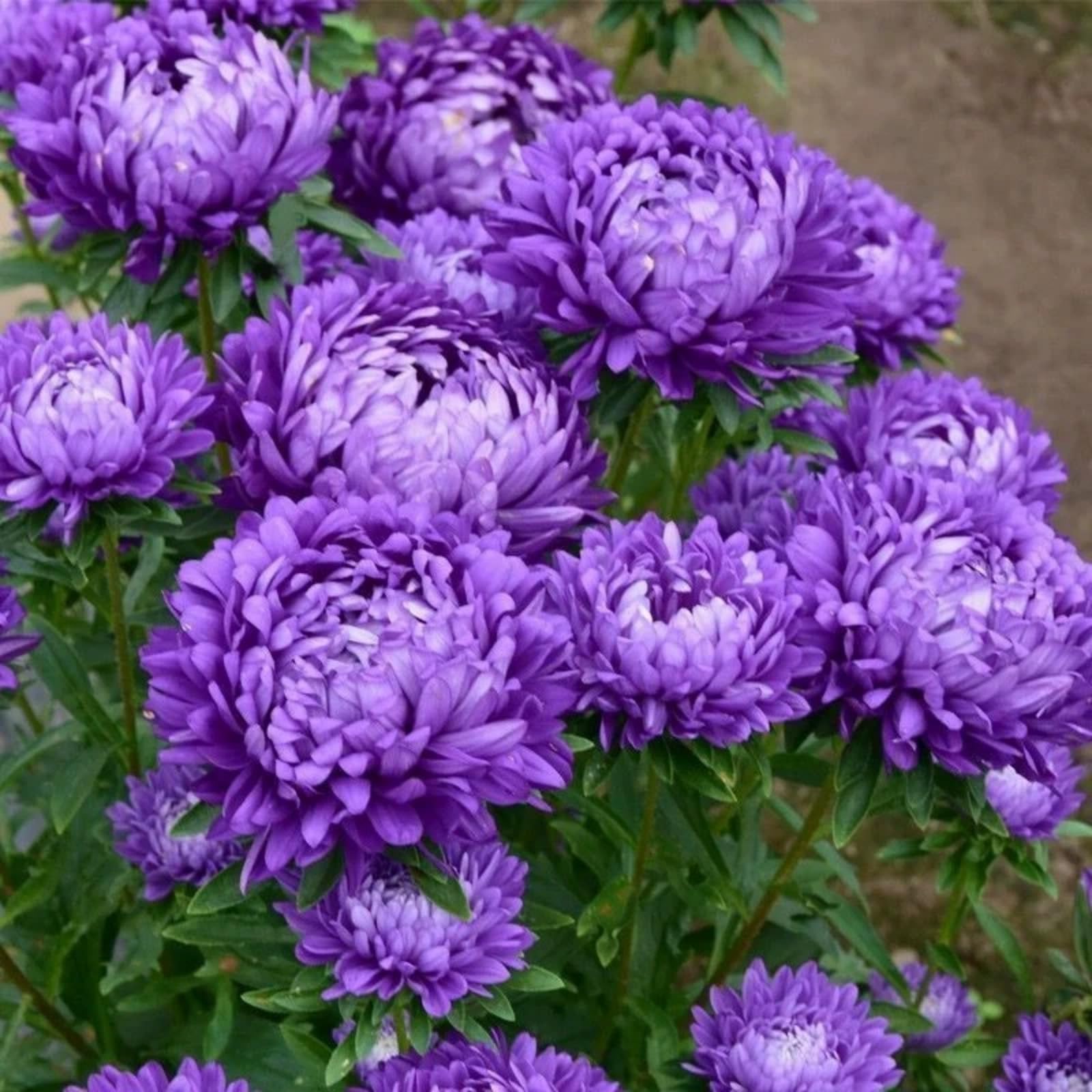 Peony Bulbs for Planting Now UK,Plant Bulbs, Good for Containers,Golden Jade Carving, Natural Organic/Wedding Flowers-1bulbs-E