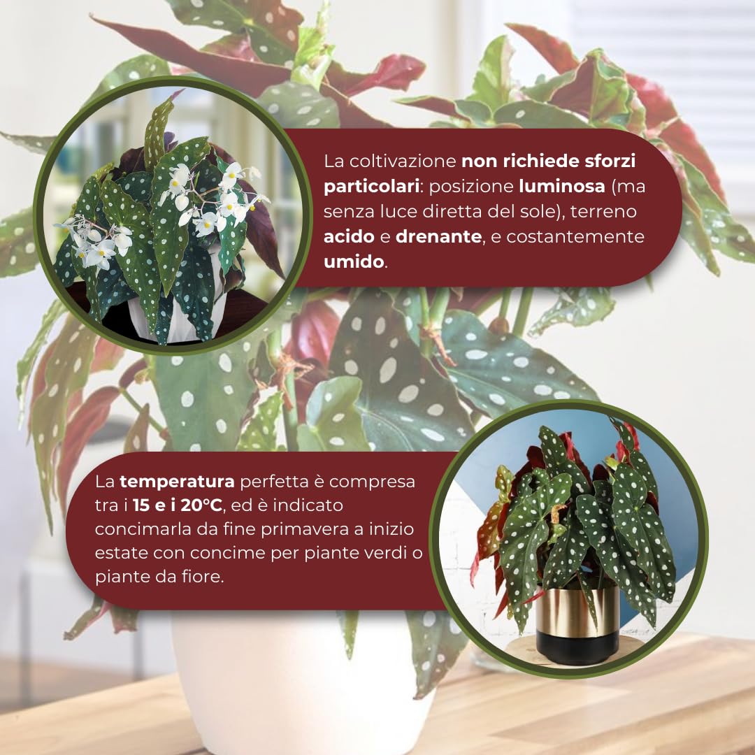 Vivaio Garden Forest Pianta Begonia Maculata Wightii, Pianta reale, Pianta da appartamento, Brasile, Decorazione casalinga, Pianta brasiliana, Pianta tropicale, Vaso 12CM, H 30cm