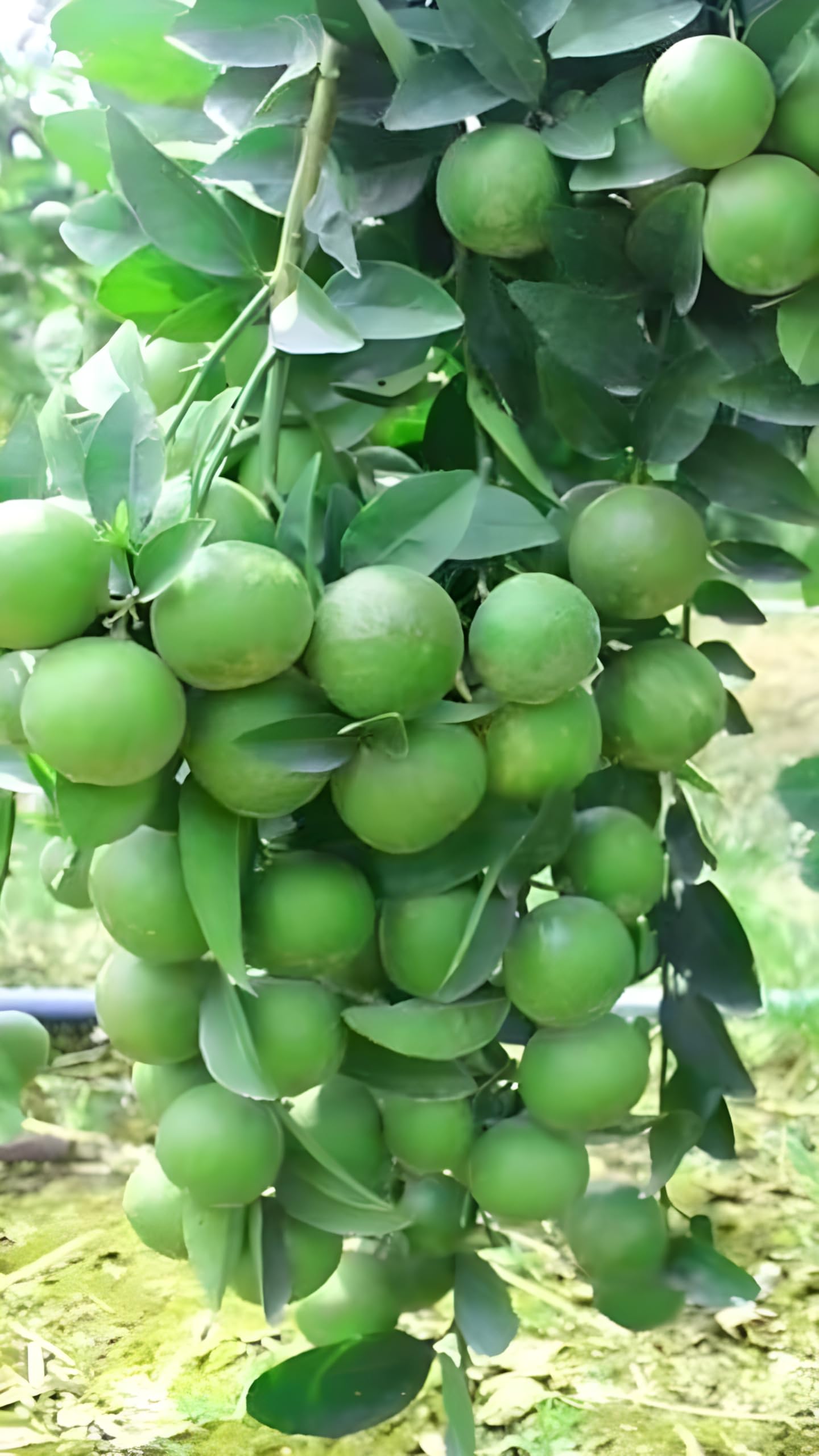 WingDong Seedless Lemon/Kagzi Dwarf Nimboo Live Plant, 1-2 Feet Height, Pack of 1-image-35