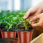 Nursery Pots, PEYOU 100 Pack 4" Plastic Plant Pots, Plant Flower Seedling Pots, Reusable Seed Starting Pots for Seedlings Transplanting Small Plants Growing