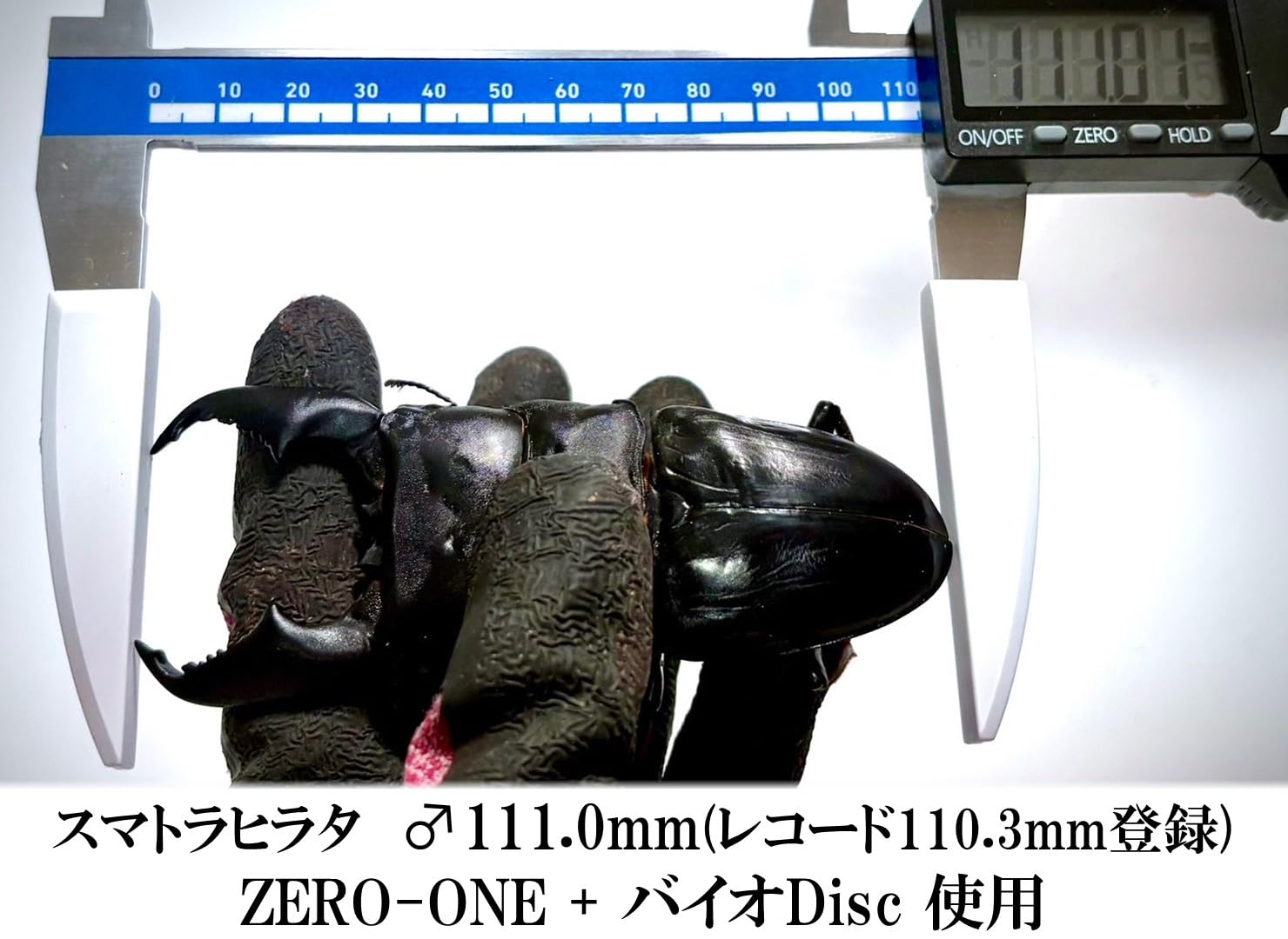 Amazon | 【DDA】ZERO-ONE菌糸シリーズ 次世代万能型菌糸 dda 菌糸 菌