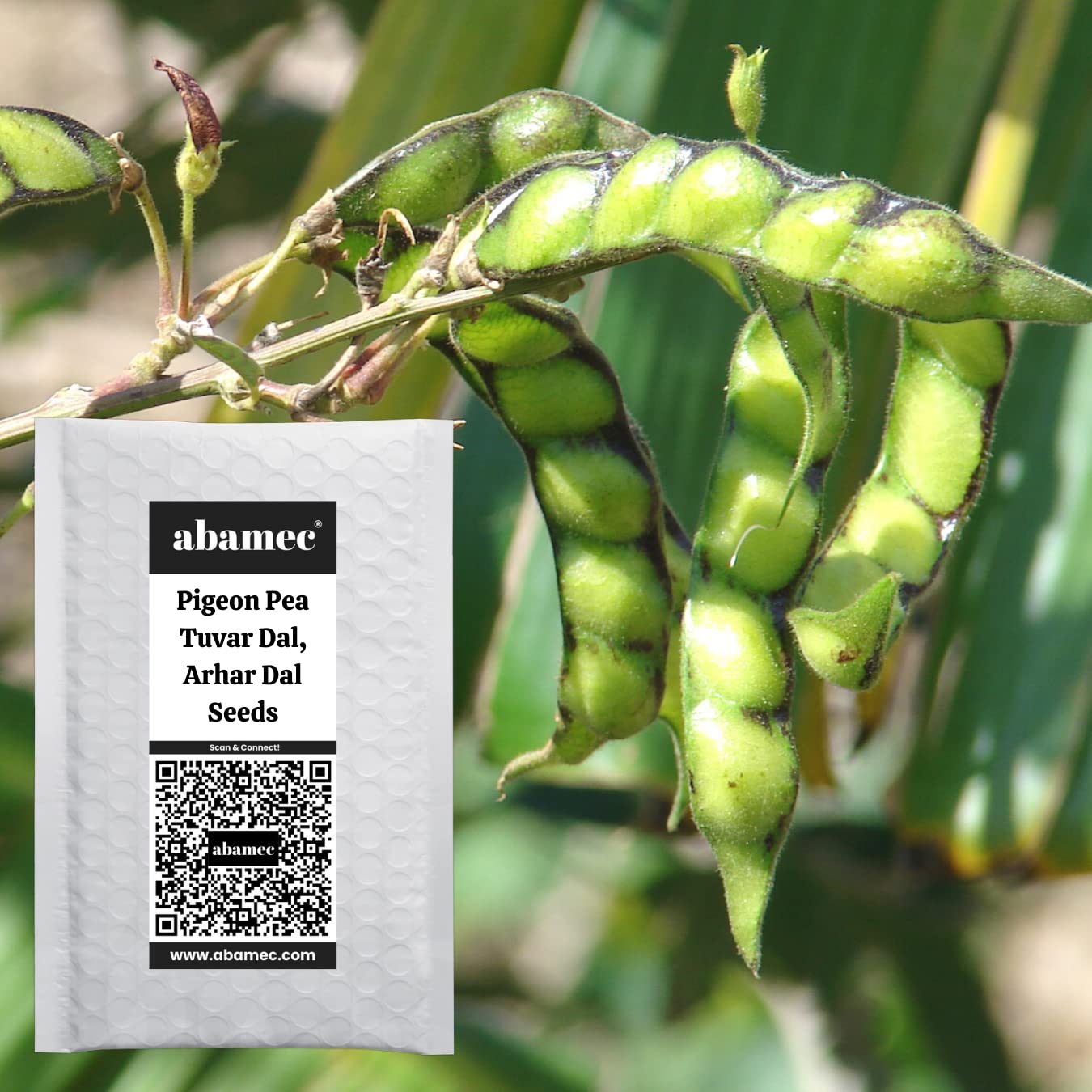 abamec Pigeon Pea Tuvar Dal, Arhar Dal Seeds for Growing at Home & Garden,  Cajanus Cajan Seeds - Pack of 25 Seeds : Amazon.in: Garden & Outdoors