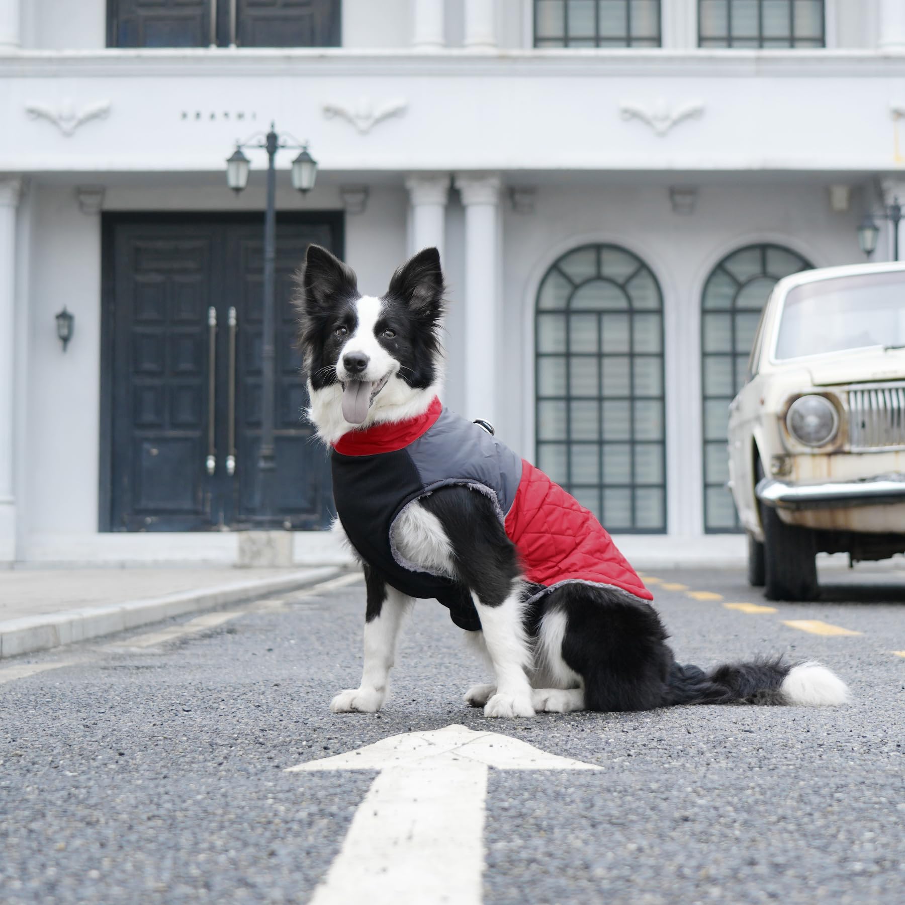JoyDaog Manteau chaud en polaire pour petits chiens, veste imperméable avec anneaux en D, pour les hivers froids, rouge, taille XS