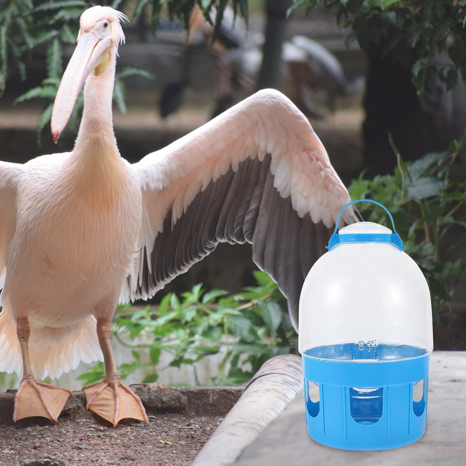 Homoyoyo Tauben Wasserspender Hängend 8l Transparenter Wasserkessel Mit Füllstandanzeige Vogeltränke Für Haustiertauben Und Vogelbedarf