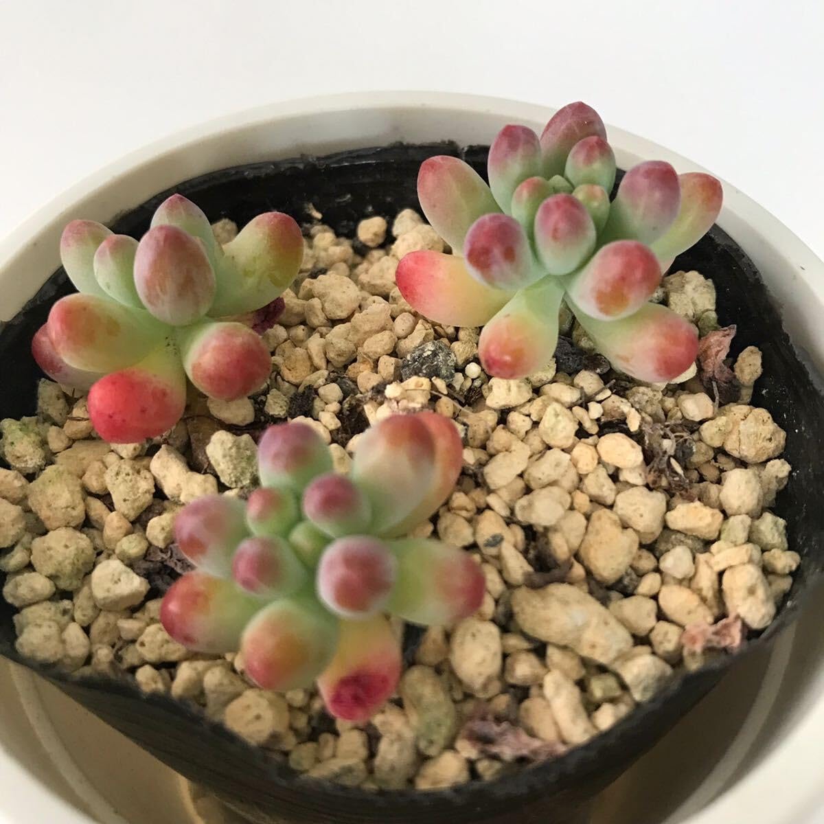 Amazon.co.jp: 多肉植物 乙女心セダム 抜き苗 根付き : DIY・工具