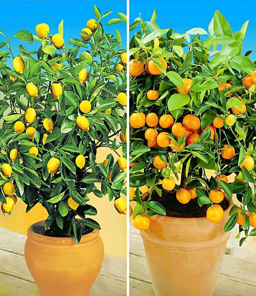 BALDUR Garten 4er Set Zitronen- & Orangenbaum, Pflanzen im 12 cm-Topf