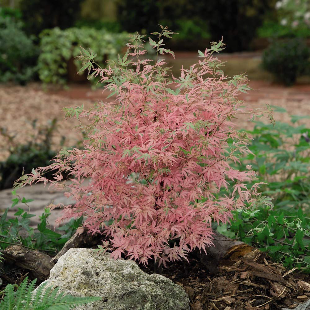 Acer palmatum 'Taylor' Potted Plants Japanese Maple Hardy Tree Flowering Garden Plants Easy to Grow Your Own 1 x 3 Litre Pot by Thompson and Morgan