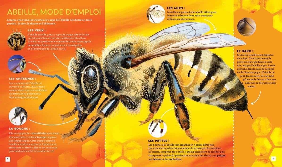 Pas si b�te - L'abeille � miel Bonin, Pierre Alexandre - PT01