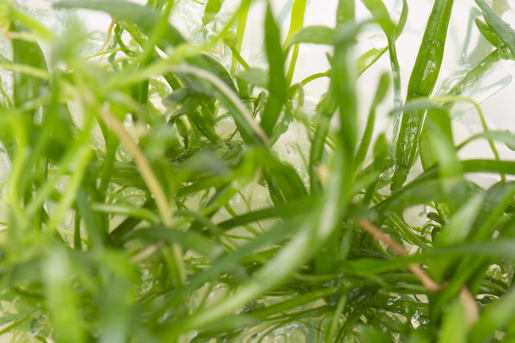 15 Töpfe Neuseelandgras, Rasen im Aquarium