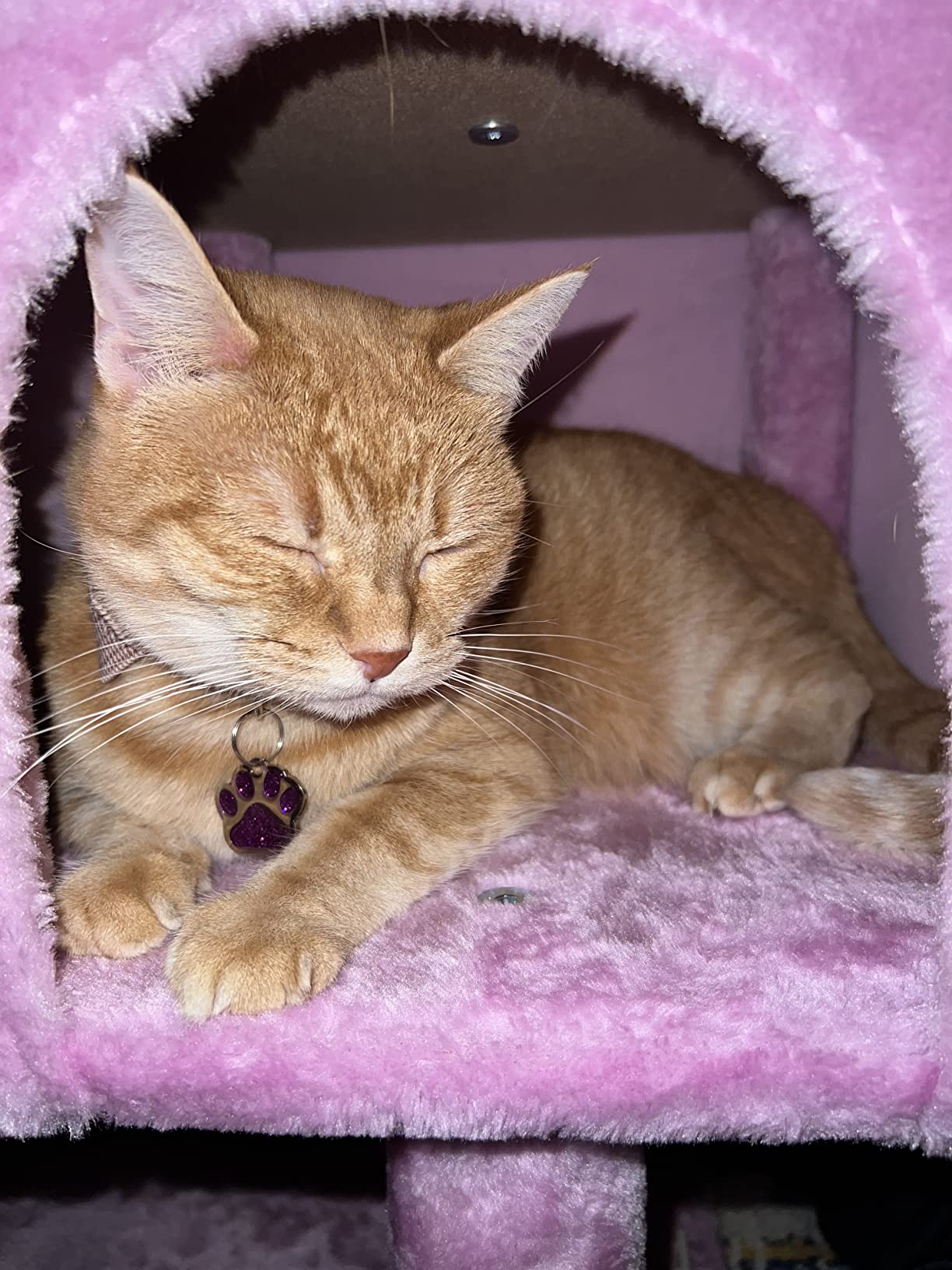 10/mo Finance FISH&NAP Cute Cat Tree Kitten Cat Tower for Indoor Cat