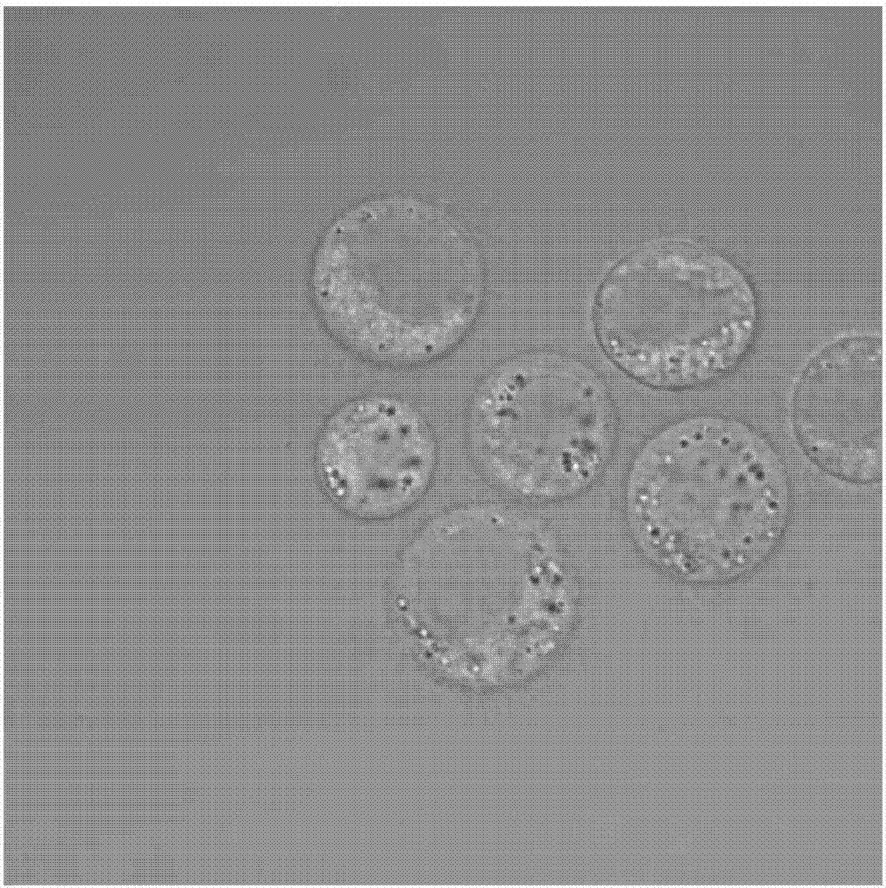 WonderLand Herbs Hi-Q Food Grade GLUTATHIONE Powder 99% High Purity. 100 Grams