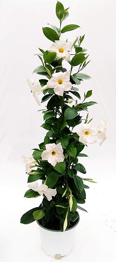 POWERS TO FLOWERS - MANDEVILLA DIPLADENIA BIANCA A PIRAMIDE H90CM, pianta vera