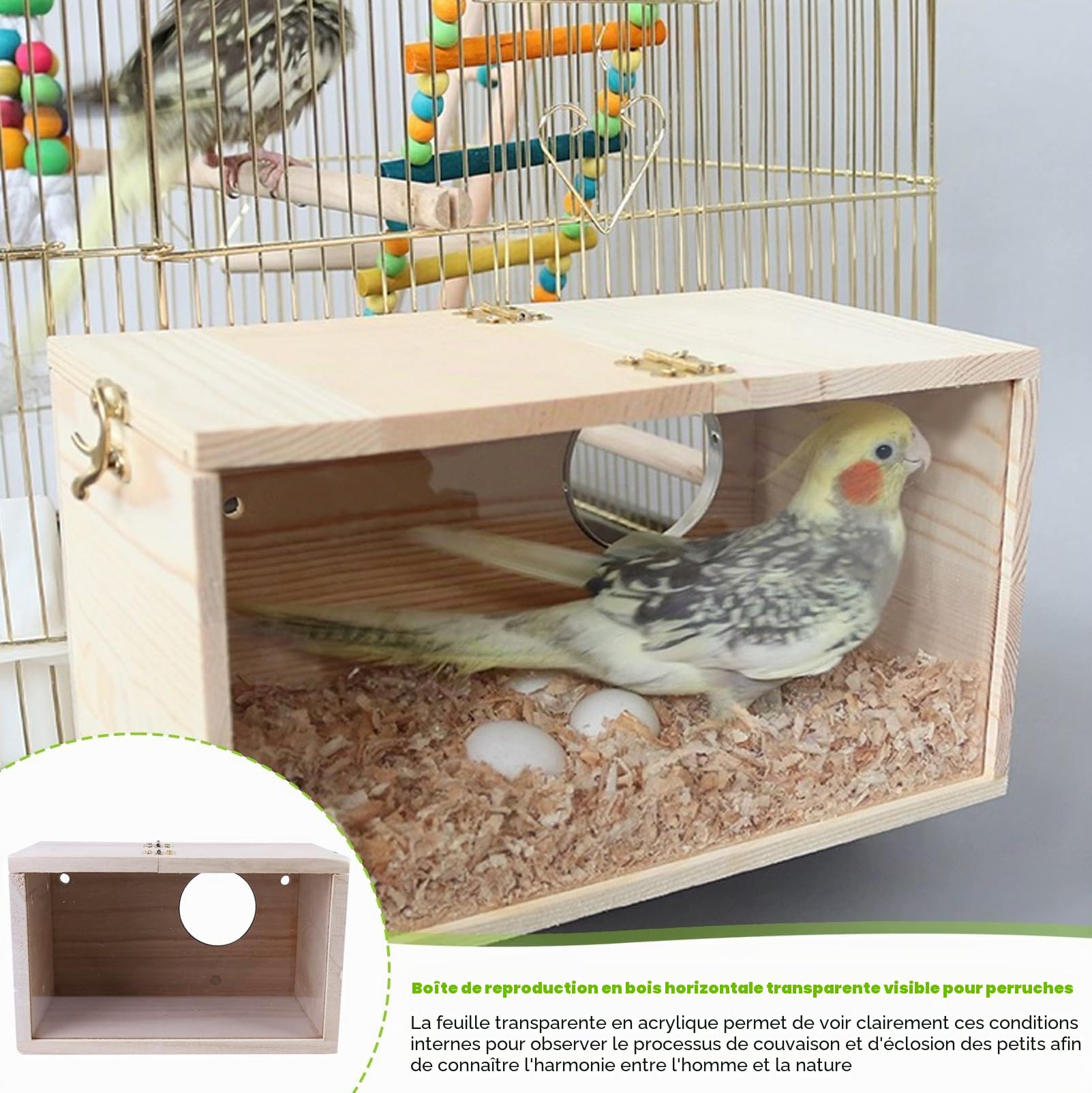 Nizirioo Nichoir transparent pour perruches, perruches, perruches, perroquets, 12 x 12 x 19,5 cm