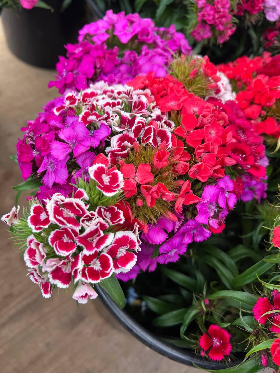 Sweet William, Hardy Perennial Flower Seeds Variety Mixed Pack, 2,000-100,000 Seeds (500000 (500g))