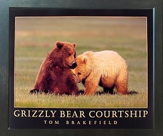 Framed Wall Picture Grizzly Bear Courtship Wildlife Animal Art Print