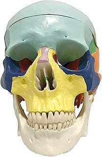 Study Model Color Human Skull Model - Anatomical Skull Model Resin Material Human Anatomy Skull Model - PVC Material Medical Anatomyical Skull Model - for Study Display Teaching SaiFei