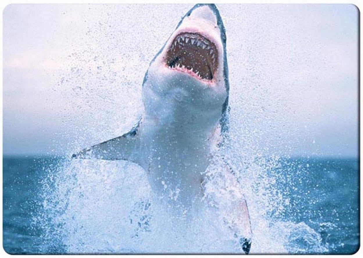 Great white shark fridge magnet