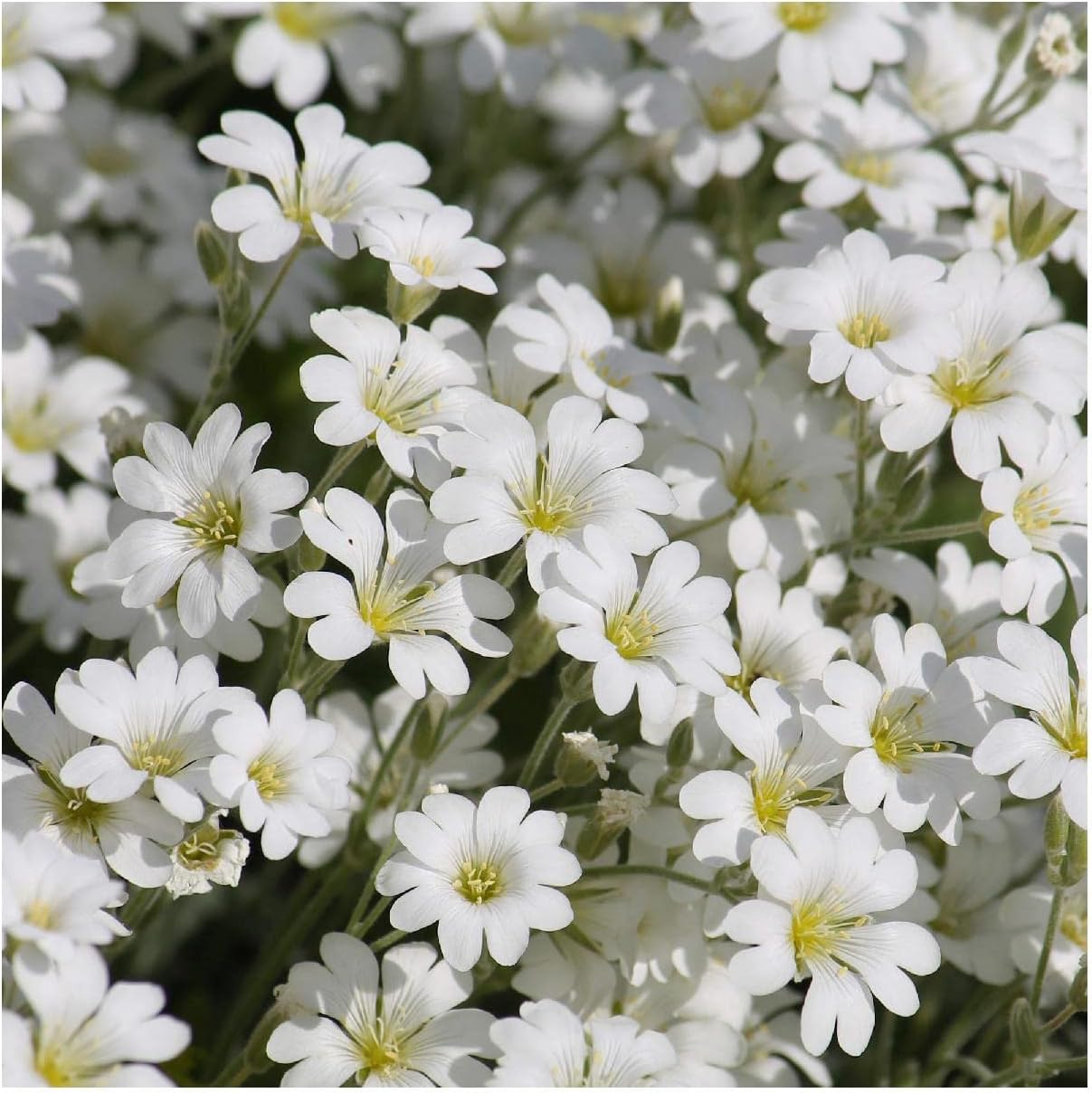 Everwilde Farms - 1/4 Lb Snow-in-Summer Wildflower Seeds - Gold Vault