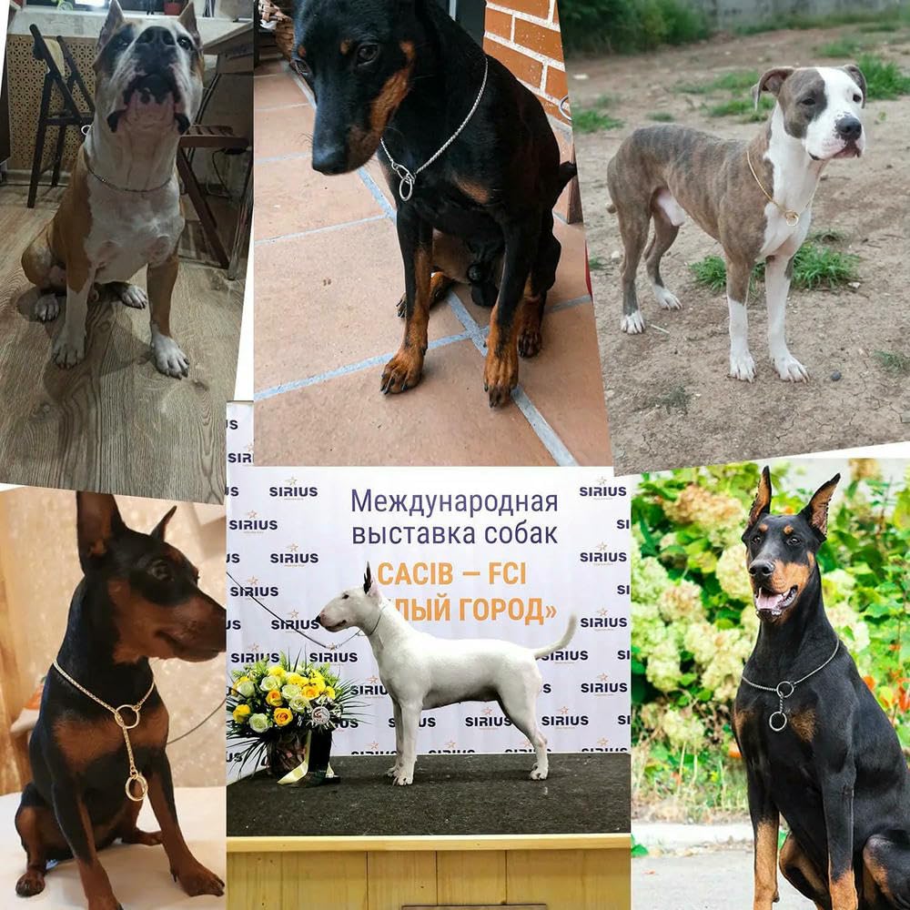 Collar de Cadena para Perro con Revestimiento antioxidante, Collar de Entrenamiento para Perros pequeños y Grandes, Color Negro y Dorado.