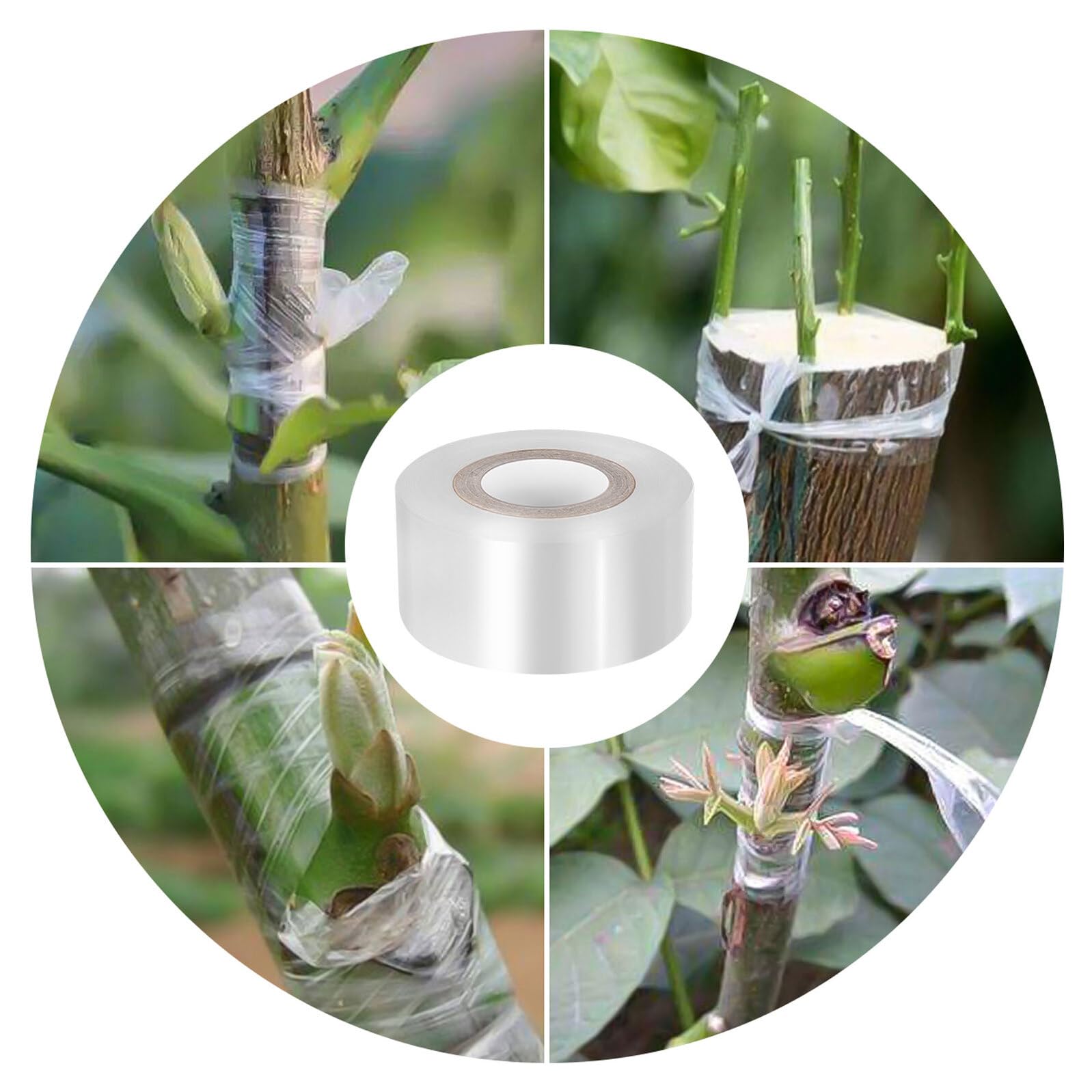 3 Rollen Selbstklebendes Dehnbares PE Pfropfband für Obstbäume und Pflanzen Farbiges Veredelungsband für Garten Baumschulengeeignet Verbessert Bewurzelung und Schützt Knospen bei