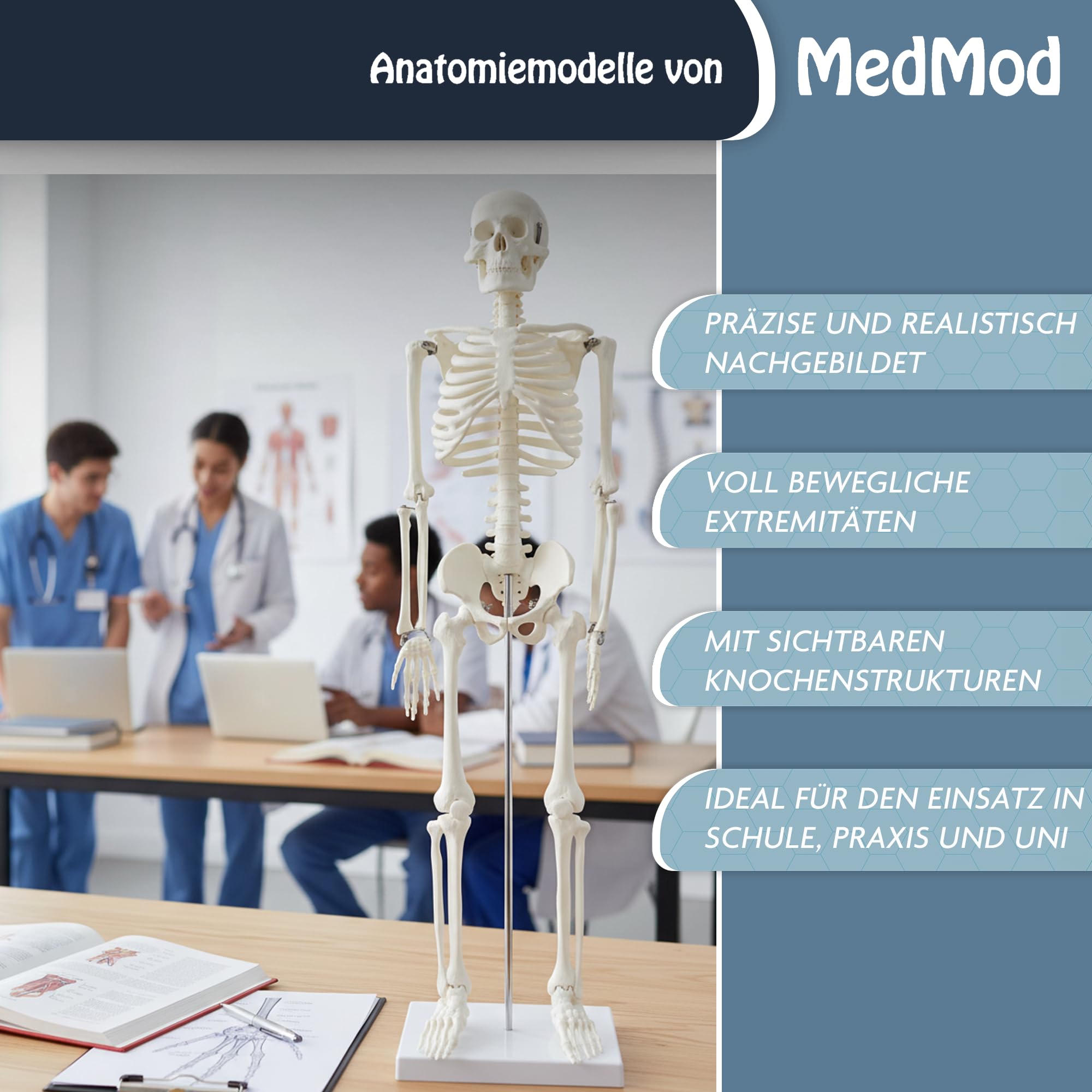 Anatomie Skelett 87 cm, detailliertes menschliches Skelett aus Kunststoff mit beweglichen Extremitäten, für Schule, Studium und Anatomie-Training, Lehrmodell